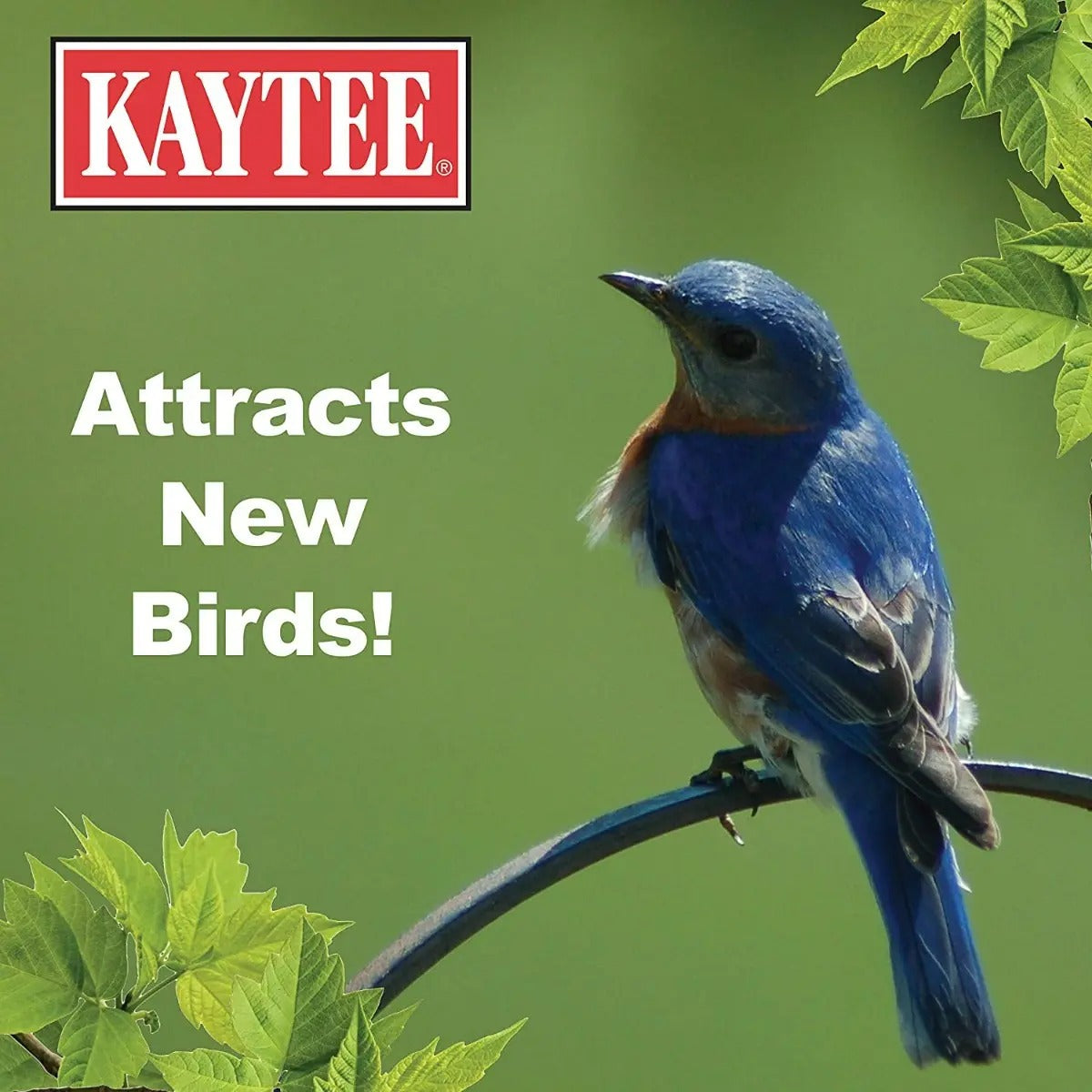 Alimento Para Aves Silvestres Kaytee Mezcla Básica 4.54 Kg