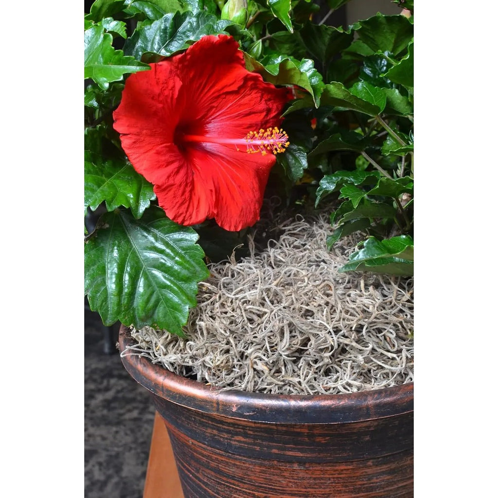 Mosser Lee Ml0560 Musgo Español Cultivo 250 Pulgadas Cúbicas