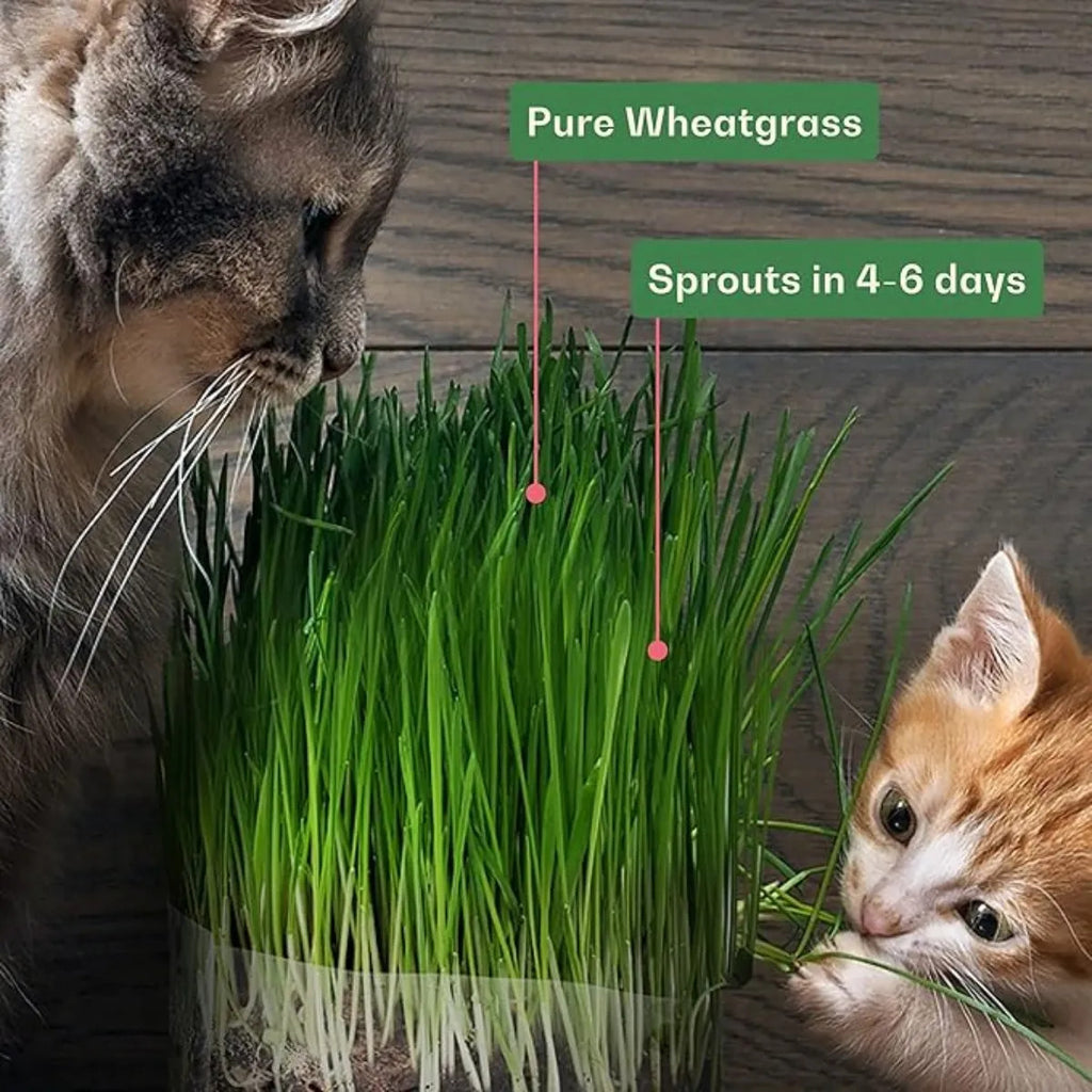 Rose & Branch Semillas Orgánicas Pasto De Trigo Gatos